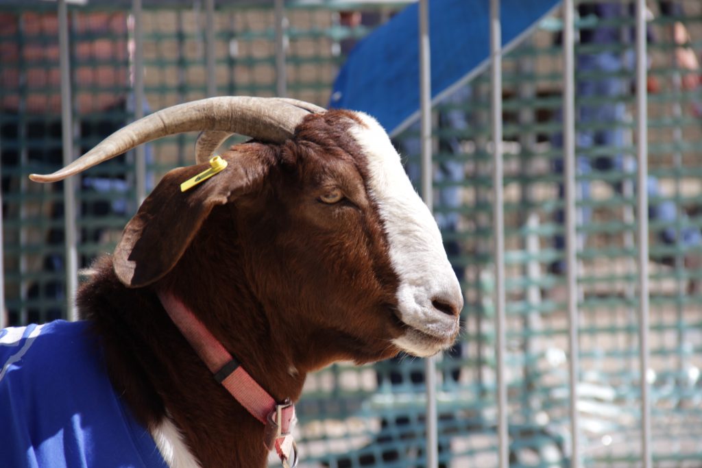 Got your goat at 2016 Bock Festival.